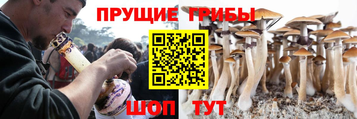 Галлюциногенные грибы Psilocybine cubensis Александров